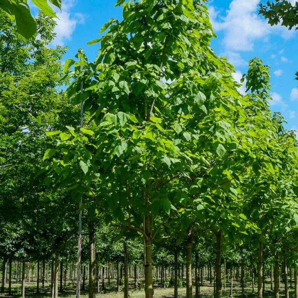 Catalpa speciosa – Bois chavanon