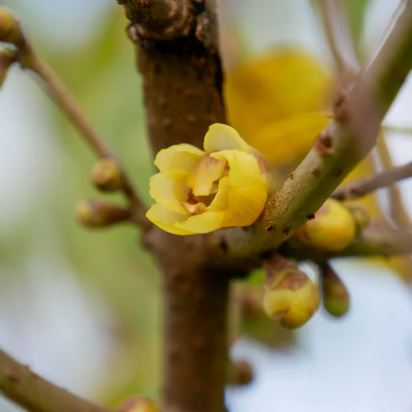 Chimonanthus praecox – Chimomanthe odorant