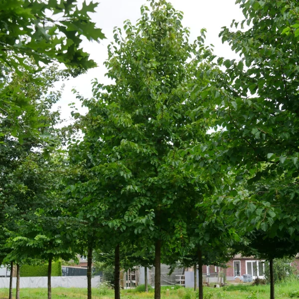 Corylus colurna – Noisetier de Turquie