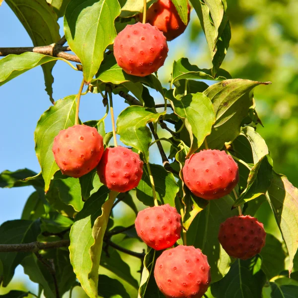 Cornus kousa – Cornouiller Kousa