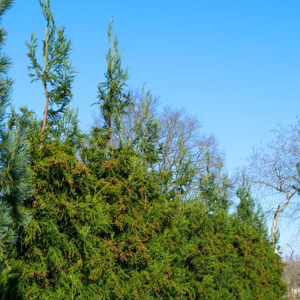 Cryptomeria japonica 'Rasen' – Cryptomeria japonica 'Rasen'