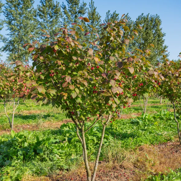 Euonymus planipes