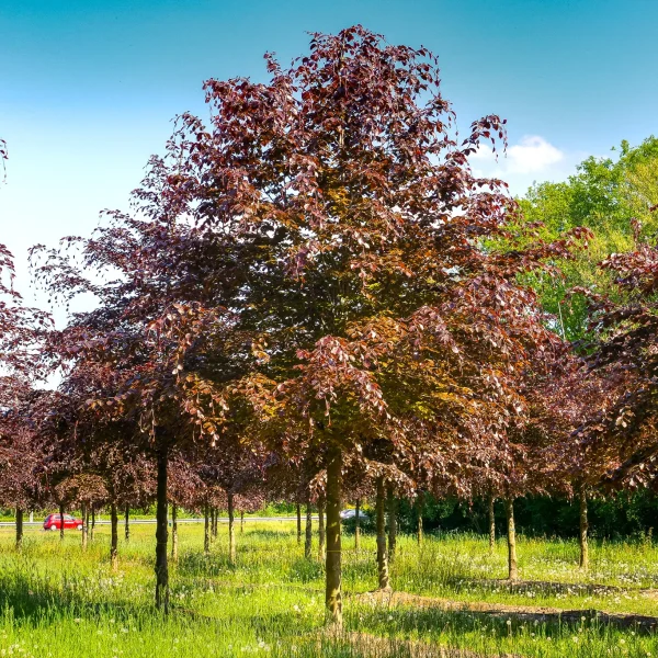 Fagus sylvatica 'Atropunicea' – Hêtre pourpre