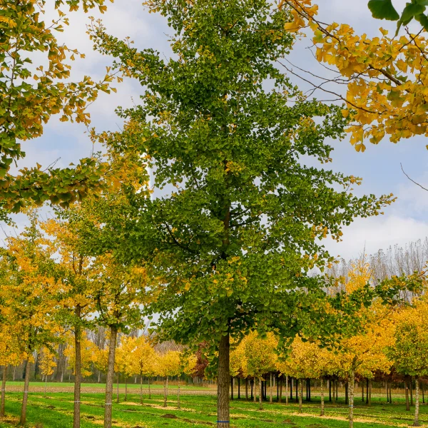 Ginkgo biloba – Arbre aux quarante écus