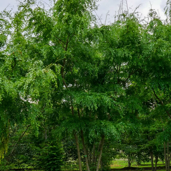 Gleditsia triacanthos 'Green Glory' – Gleditsia triacanthos 'Green Glory'