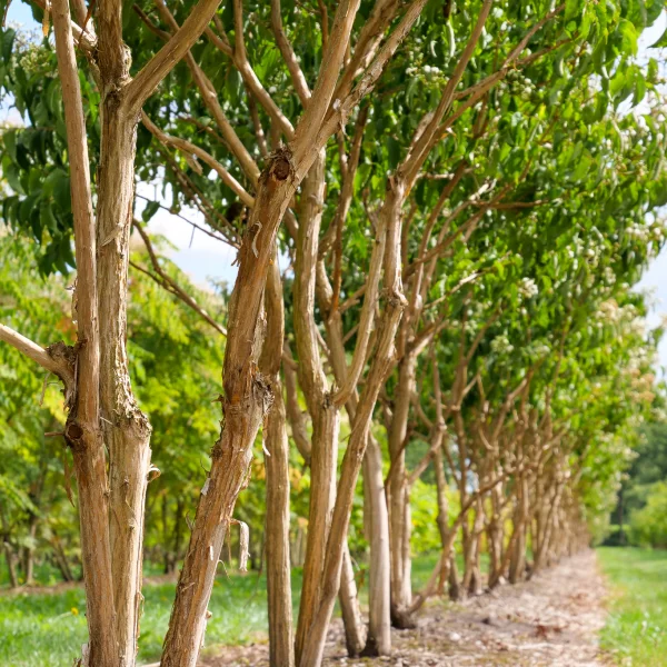 Heptacodium miconioides – Heptacodium miconioides