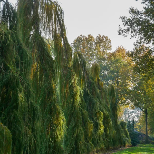 Larix decidua 'Puli' – Larix decidua 'Puli'