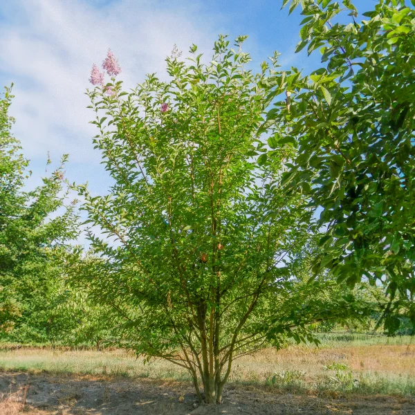 Lagerstroemia indica – Lilas des Indes