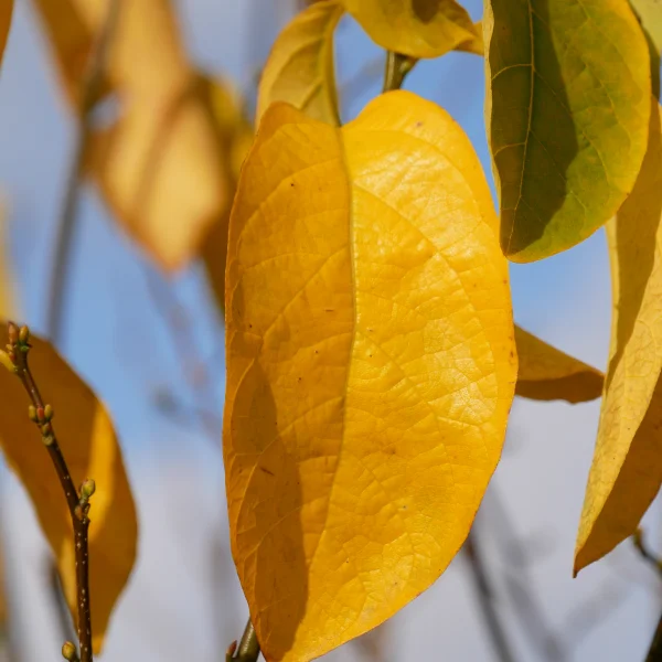 Lindera benzoin – Arbre à fièvre, Arbre à épice