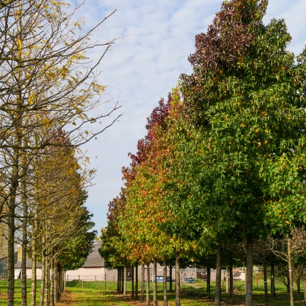 Liquidambar styraciflua – Copalme d'Amérique