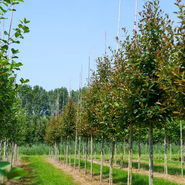 Nyssa sylvatica RED RAGE ('Haymanred') – Nyssa sylvatica RED RAGE ('Haymanred')