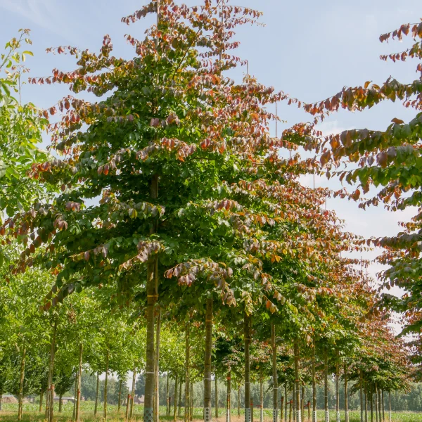 Parrotia persica – Parrotia de Perse, Bois de fer, Arbre de fer de Perse