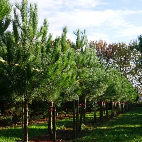 Pinus pinaster – Pin maritime, pinastre