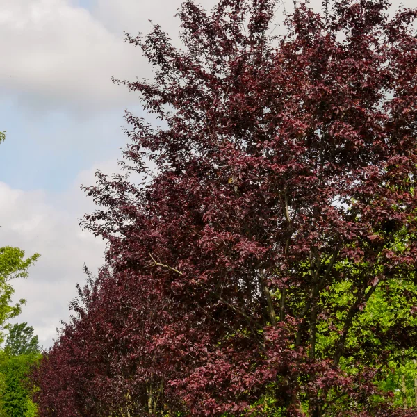 Prunus cerasifera 'Nigra' – Prunier à feuilles pourpres
