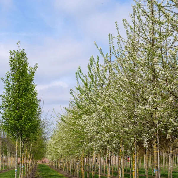 Prunus mahaleb – Cérisier de Sainte-Lucie