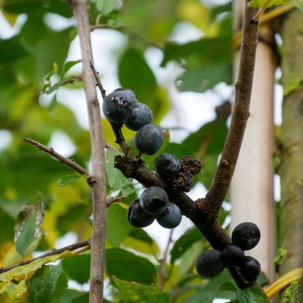 Prunus spinosa – Prunus spinosa