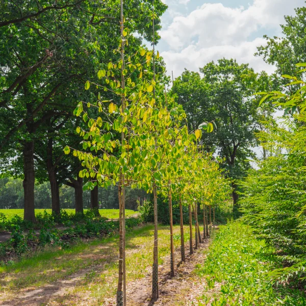 Sinowilsonia henryi &ndash; Sinowilsonia henryi
