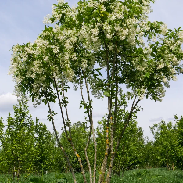 Staphylea colchica – Staphylée de Colchide