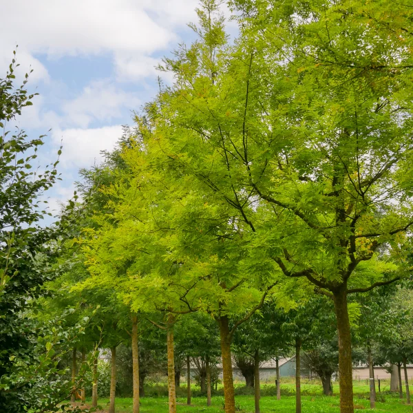 Styphnolobium japonicum – Sophora du Japon