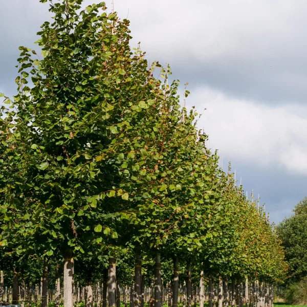 Tilia platyphyllos – Tilleul à grandes feuilles