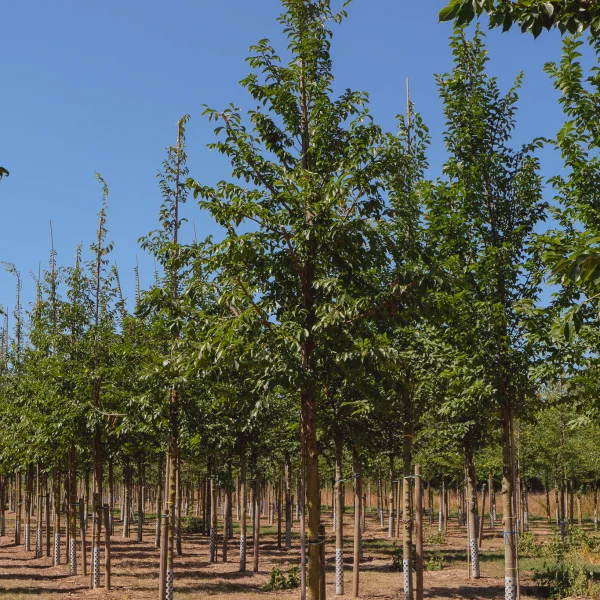 Ulmus 'Morton Glossy' – Ulmus 'Morton Glossy'