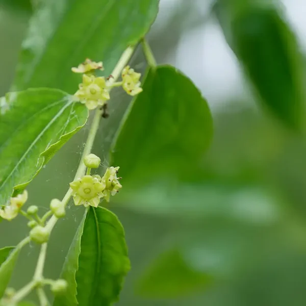 Ziziphus jujuba – Jujube