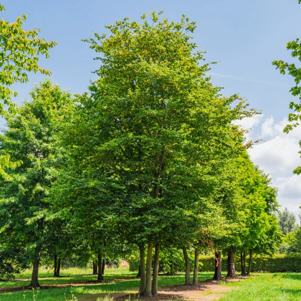 Carpinus betulus – Charme commun, Charme d'Europe