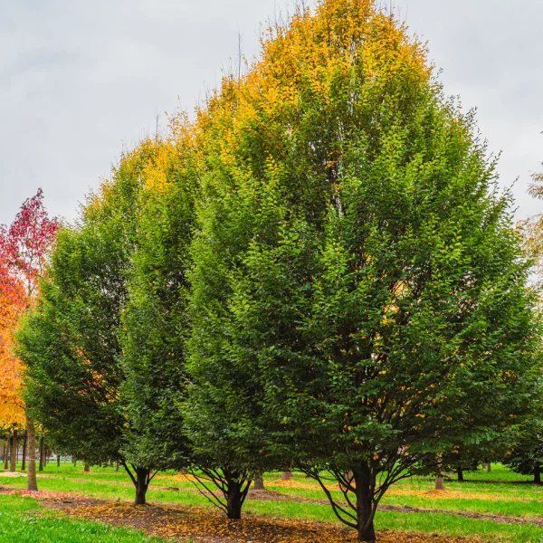 Carpinus betulus 'Fastigiata' &ndash; Charme fastigié