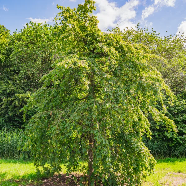 Carpinus betulus 'Pendula' &ndash; Charme pleureur