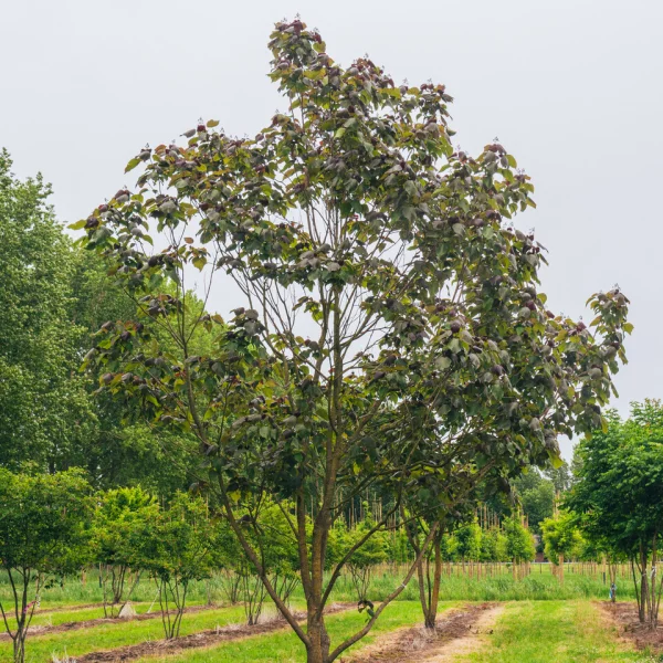 Catalpa ×erubescens 'Purpurea' &ndash; Catalpa ×erubescens 'Purpurea'