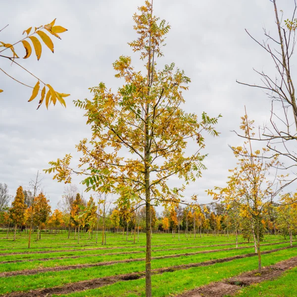 Carya illinoinensis &ndash; Pacanier