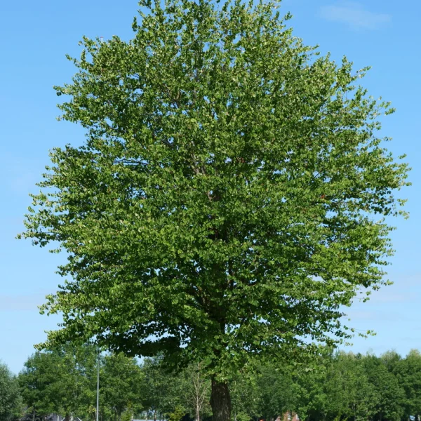 Cercidiphyllum japonicum &ndash; Cercidophylle du Japon