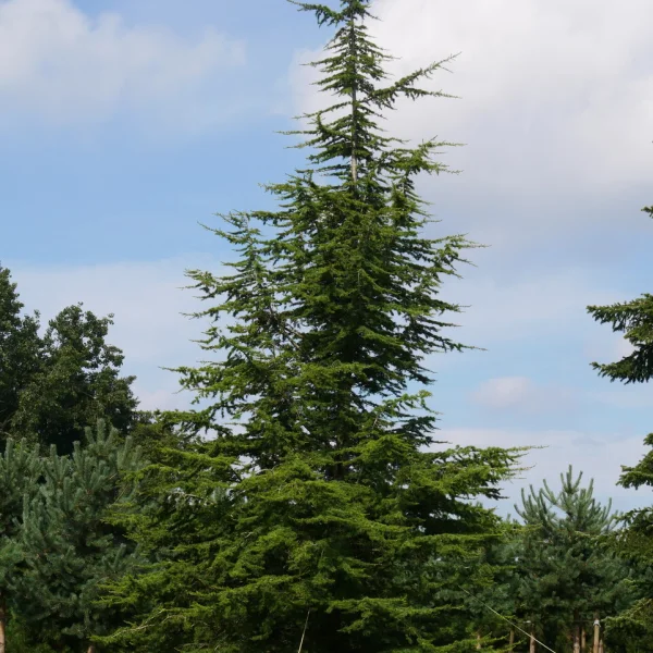 Cedrus libani subsp. atlantica &ndash; Cèdre de l'Atlas