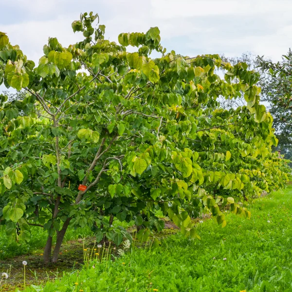 Cercis gigantea &ndash; Cercis gigantea