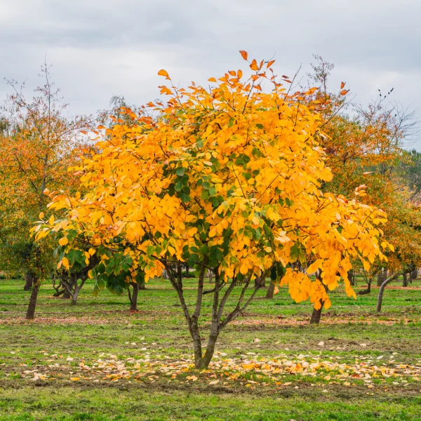 Cladrastis kentukea – Virgilier jaune