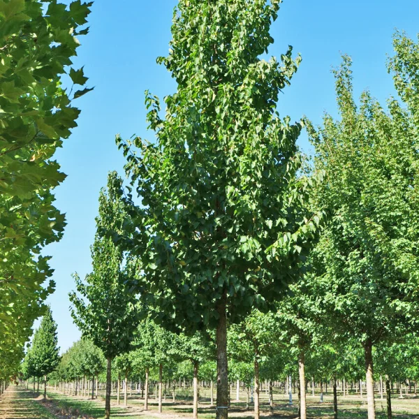 Corylus colurna TREEVOLUTION® 'VDB Obelisk' &ndash; Corylus colurna 'VDB Obelisk'