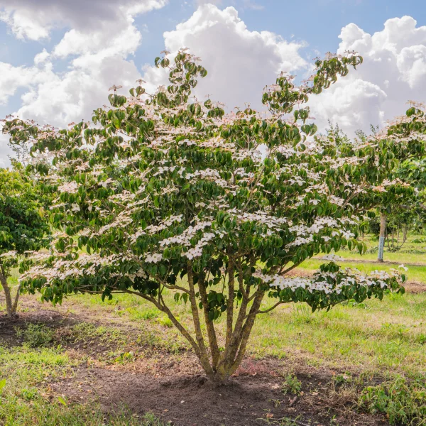 Cornus kousa &ndash; Cornouiller Kousa