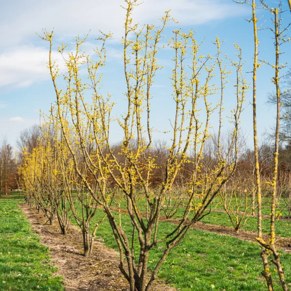 Cornus mas &ndash; Cornouiller jaune, Corbier