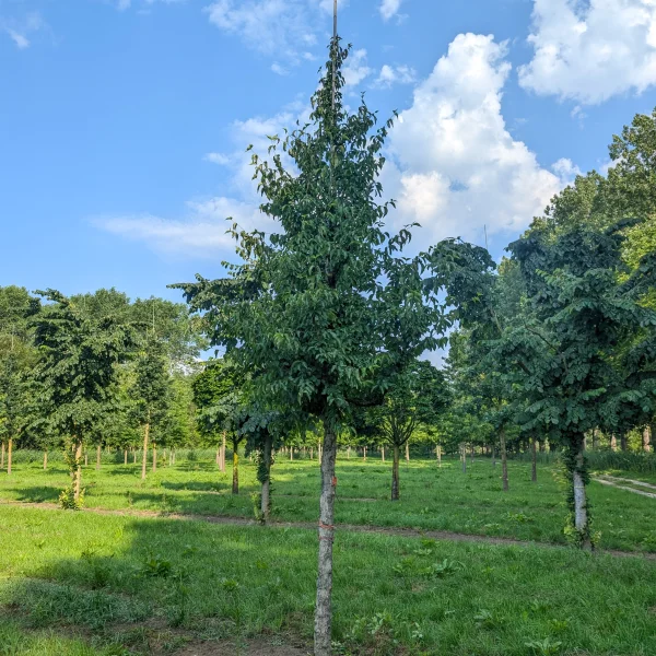 Cornus officinalis &ndash; Cornus officinalis