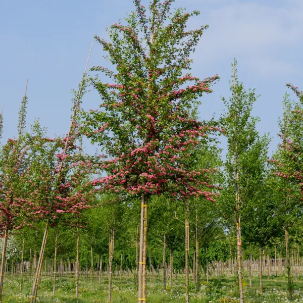 Crataegus ×media 'Paul's Scarlet' &ndash; Épine rouge