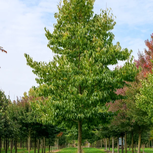Eucommia ulmoides &ndash; Arbre à gutta-percha