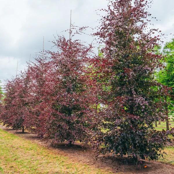 Fagus sylvatica 'Purpurea Tricolor' – Fagus sylvatica 'Purpurea Tricolor'