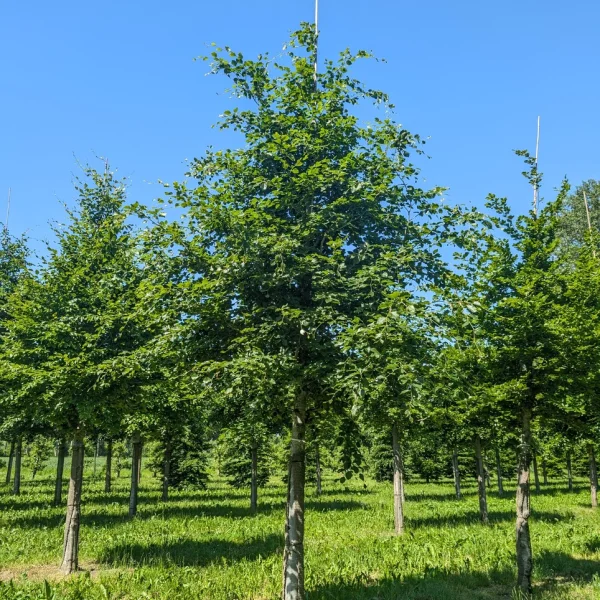 Fagus sylvatica &ndash; Hêtre commun