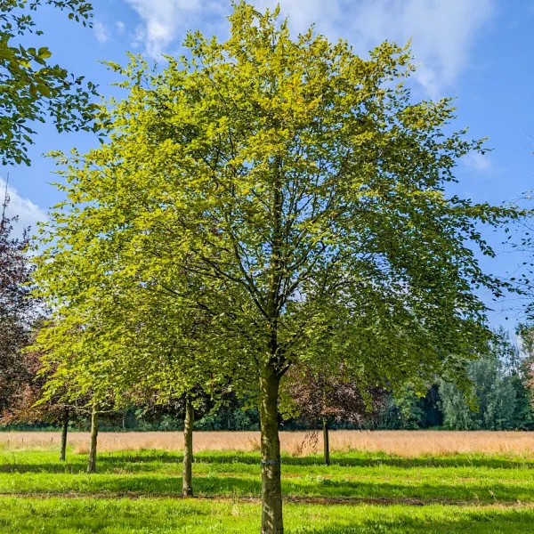 Fagus sylvatica &ndash; Hêtre commun