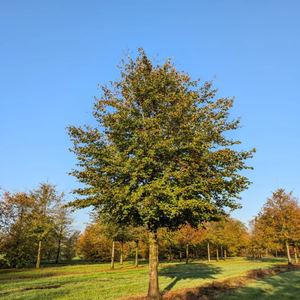 Fagus sylvatica – Hêtre commun