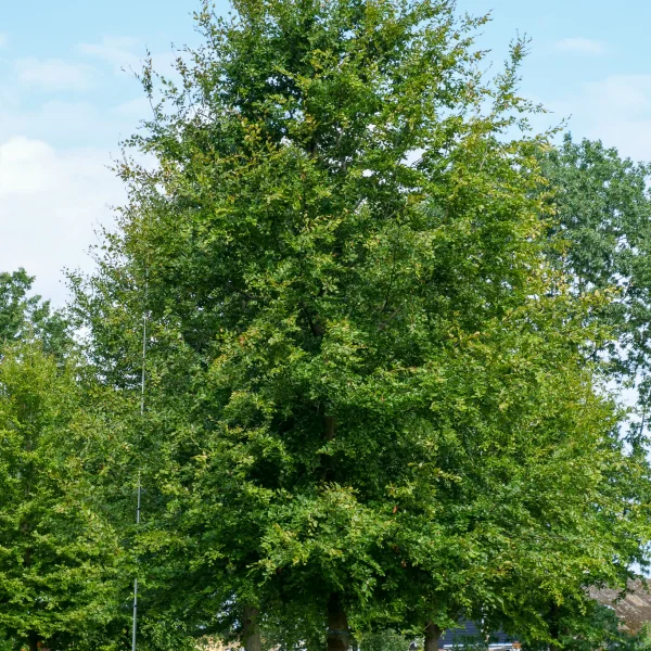 Fagus sylvatica &ndash; Hêtre commun