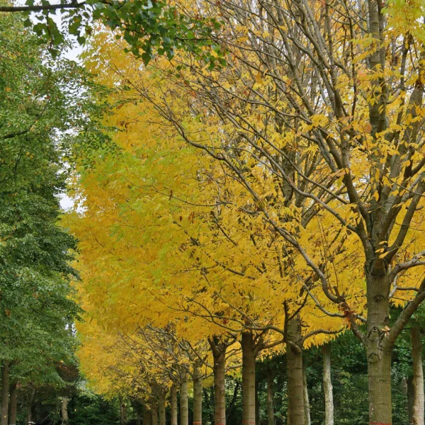 Fraxinus americana 'Skyline' &ndash; Fraxinus americana 'Skyline'