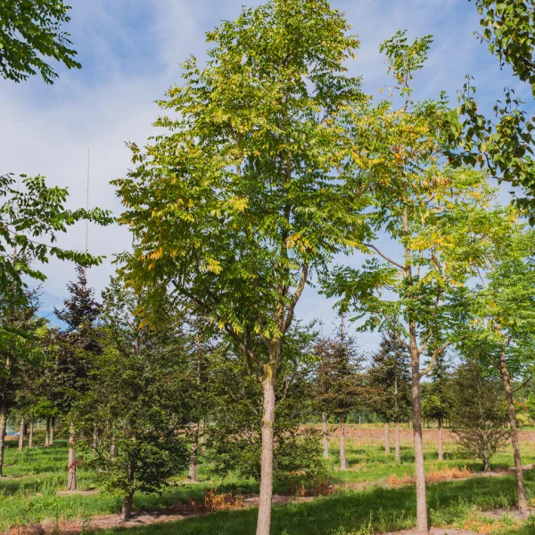 Gymnocladus dioica &ndash; Chicot