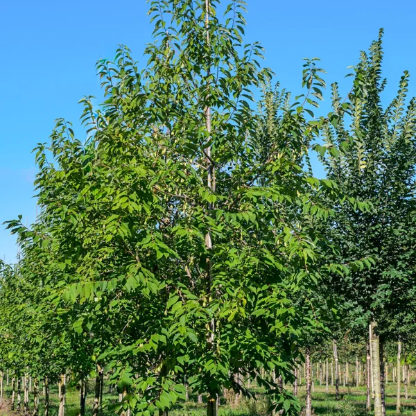 Halesia monticola &ndash; Halésie