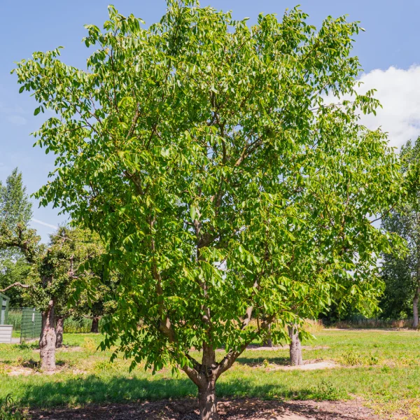 Juglans regia – Noyer commun, Noyer royal